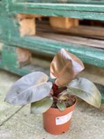 Zdjęcie rośliny Philodendron Black Cardinal, ujęcie 2