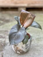 Zdjęcie rośliny Philodendron Black Cardinal, ujęcie 3
