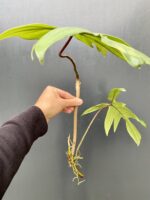 Zdjęcie rośliny Philodendron Florida Green, ujęcie 1