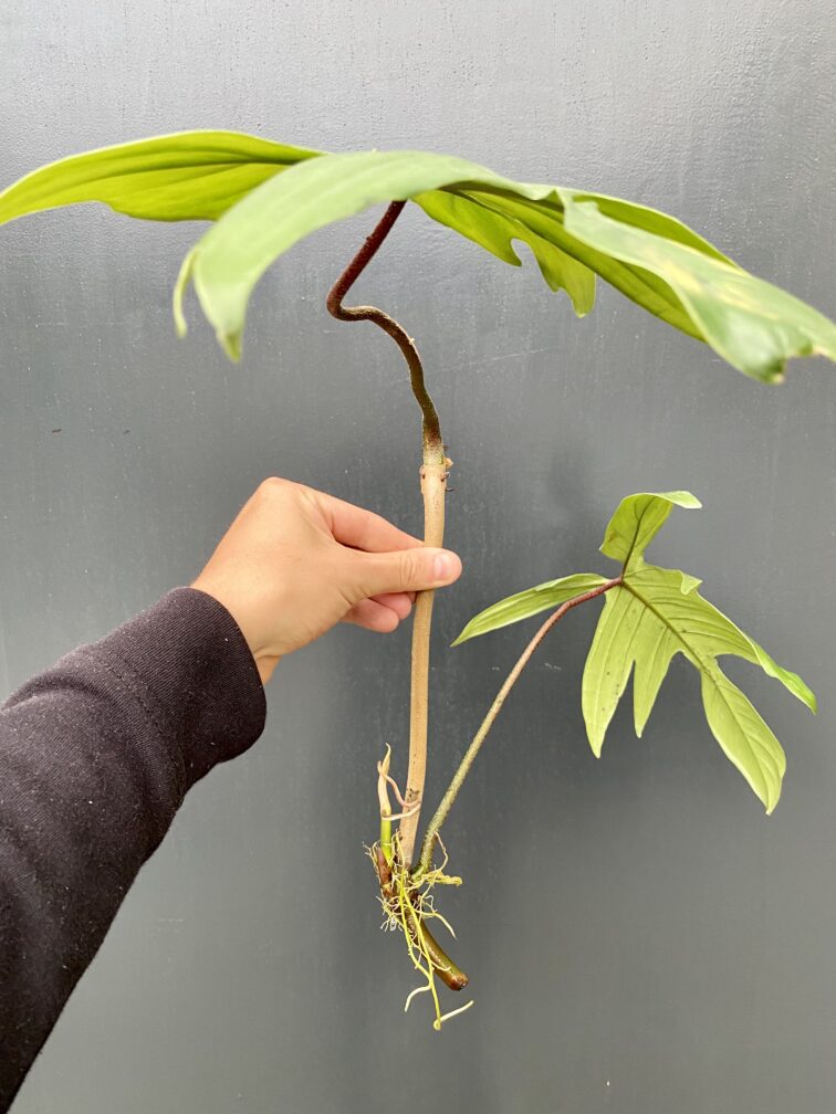 Zdjęcie rośliny Philodendron Florida Green, ujęcie 1