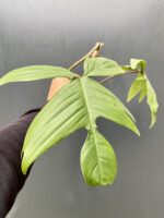 Zdjęcie rośliny Philodendron Florida Green, ujęcie 2