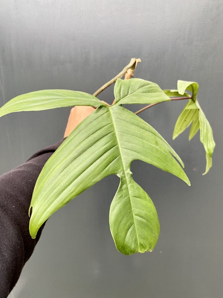 Zdjęcie rośliny Philodendron Florida Green, ujęcie 2
