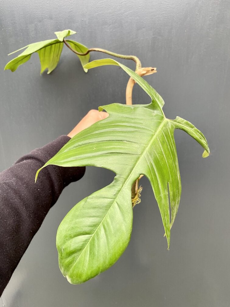 Zdjęcie rośliny Philodendron Florida Green, ujęcie 3