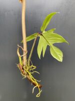 Zdjęcie rośliny Philodendron Florida Green, ujęcie 4