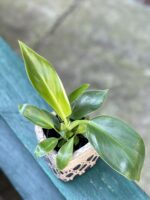 Zdjęcie rośliny Philodendron Little Phil, ujęcie 1