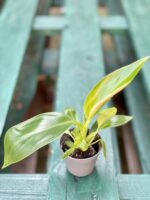 Zdjęcie rośliny Philodendron Little Phil, ujęcie 2