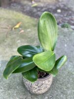 Zdjęcie rośliny Rhaphidophora Hongkongensis, ujęcie 1