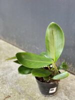 Zdjęcie rośliny Rhaphidophora Hongkongensis, ujęcie 2