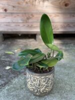 Zdjęcie rośliny Rhaphidophora Hongkongensis, ujęcie 3