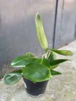 Zdjęcie rośliny Rhaphidophora Hongkongensis, ujęcie 4