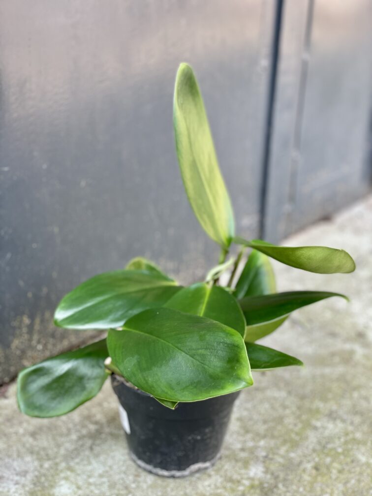 Zdjęcie rośliny Rhaphidophora Hongkongensis, ujęcie 4