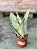Zdjęcie rośliny Sansevieria Moonshine, ujęcie 2