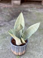 Zdjęcie rośliny Sansevieria Moonshine, ujęcie 3