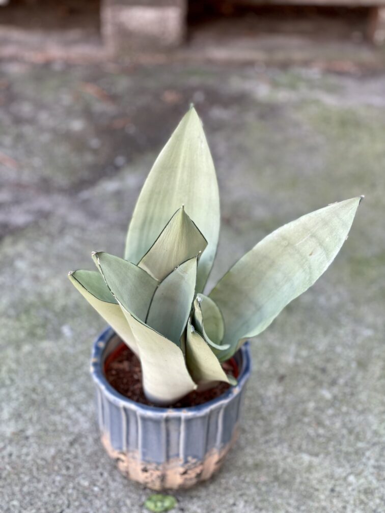 Zdjęcie rośliny Sansevieria Moonshine, ujęcie 3