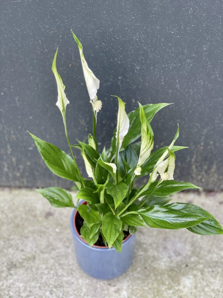 Zdjęcie rośliny Spathiphyllum (Skrzydłokwiat), ujęcie 1