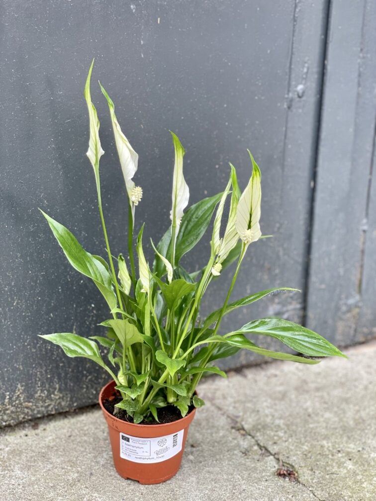 Zdjęcie rośliny Spathiphyllum (Skrzydłokwiat), ujęcie 2