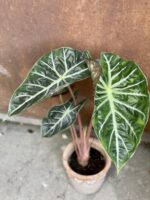 Zdjęcie rośliny Alocasia Pink Dragon, ujęcie 1
