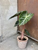 Zdjęcie rośliny Alocasia Pink Dragon, ujęcie 2