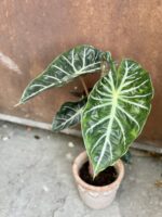 Zdjęcie rośliny Alocasia Pink Dragon, ujęcie 3