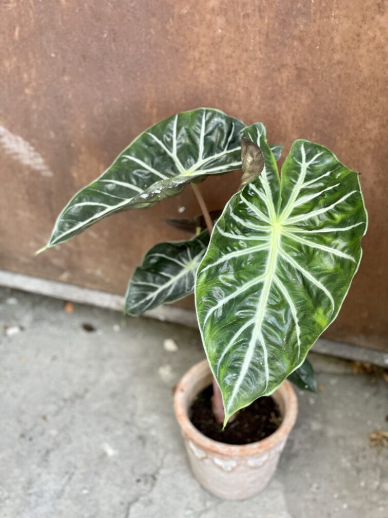 Zdjęcie rośliny Alocasia Pink Dragon, ujęcie 3