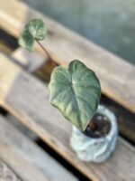 Zdjęcie rośliny Alocasia Yucatan Princess, ujęcie 1