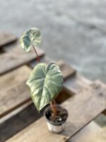 Zdjęcie rośliny Alocasia Yucatan Princess, ujęcie 2