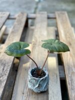 Zdjęcie rośliny Alocasia Yucatan Princess, ujęcie 3