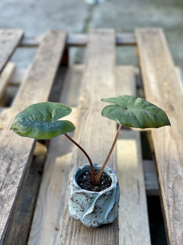 Zdjęcie rośliny Alocasia Yucatan Princess, ujęcie 3