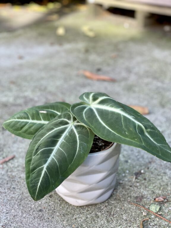 Zdjęcie rośliny Anthurium villenaorum, ujęcie 1