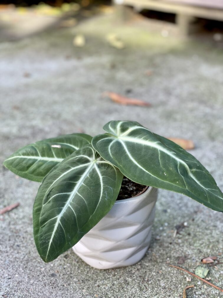 Zdjęcie rośliny Anthurium villenaorum, ujęcie 1