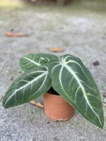 Zdjęcie rośliny Anthurium villenaorum, ujęcie 2