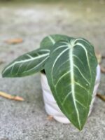 Zdjęcie rośliny Anthurium villenaorum, ujęcie 3
