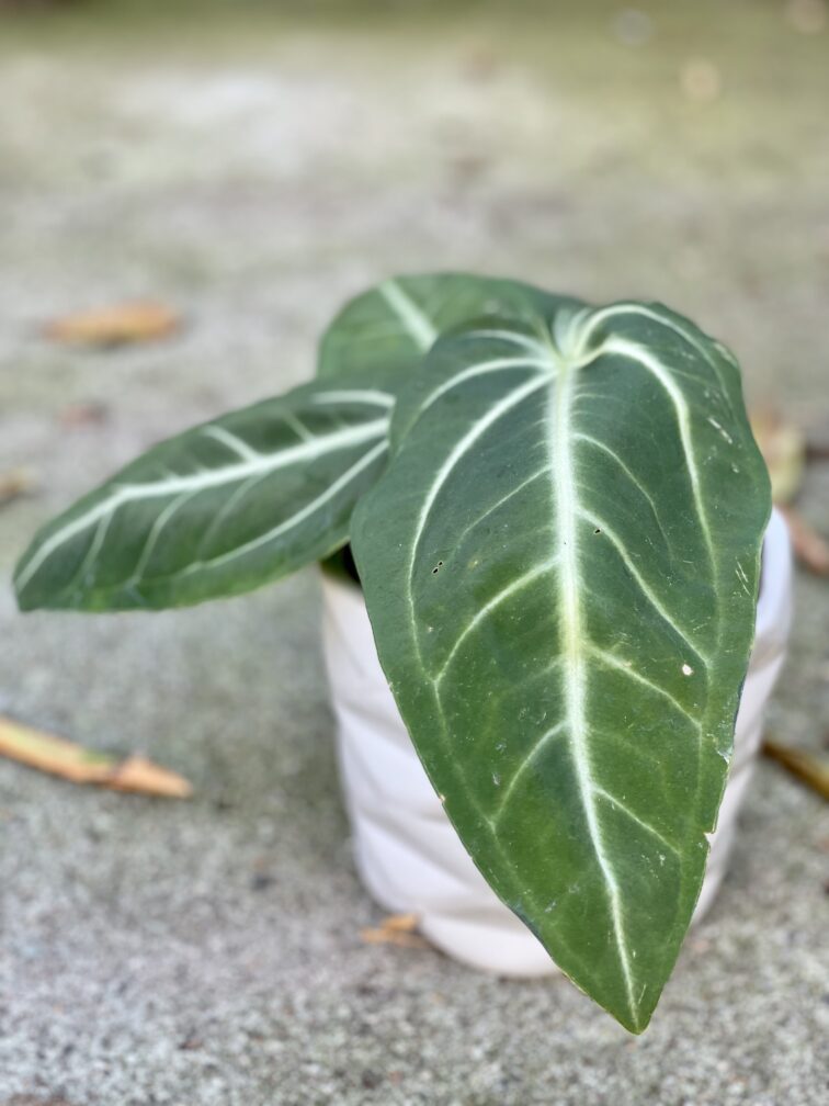 Zdjęcie rośliny Anthurium villenaorum, ujęcie 3