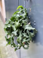 Zdjęcie rośliny Epiphyllum guatem var. monstrosa, ujęcie 1