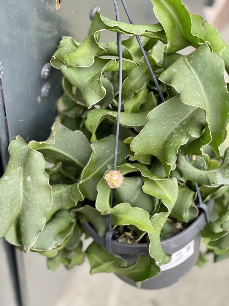 Zdjęcie rośliny Epiphyllum guatem var. monstrosa, ujęcie 2