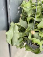 Zdjęcie rośliny Epiphyllum guatem var. monstrosa, ujęcie 4