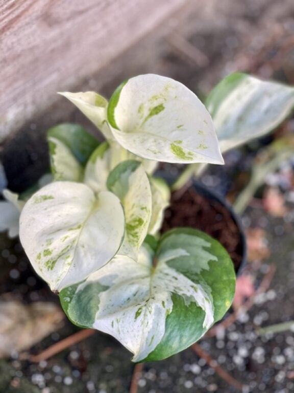 Zdjęcie rośliny Epipremnum Happy Leaf, ujęcie 1