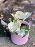 Zdjęcie rośliny Epipremnum Happy Leaf, ujęcie 3