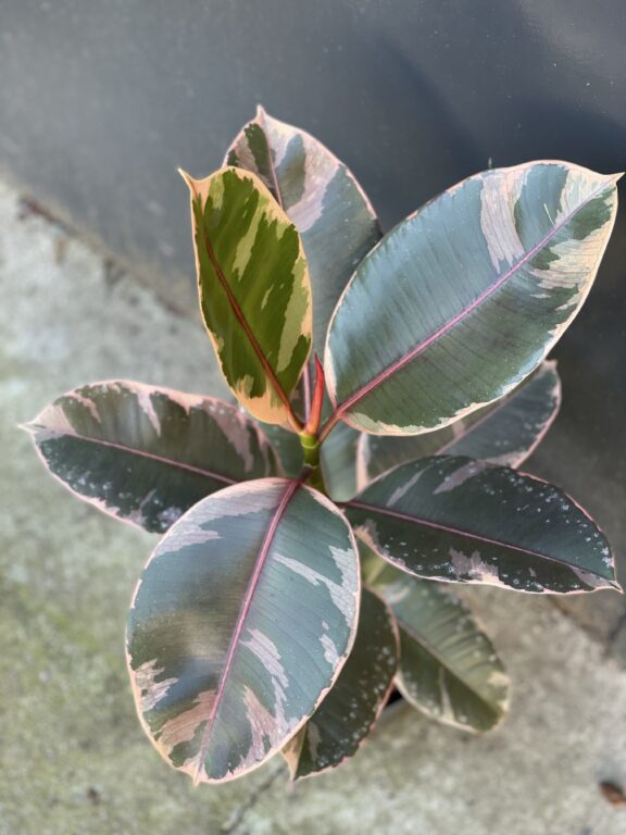 Zdjęcie rośliny Ficus Belize, ujęcie 1