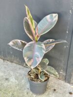 Zdjęcie rośliny Ficus Belize, ujęcie 2