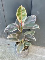 Zdjęcie rośliny Ficus Belize, ujęcie 3