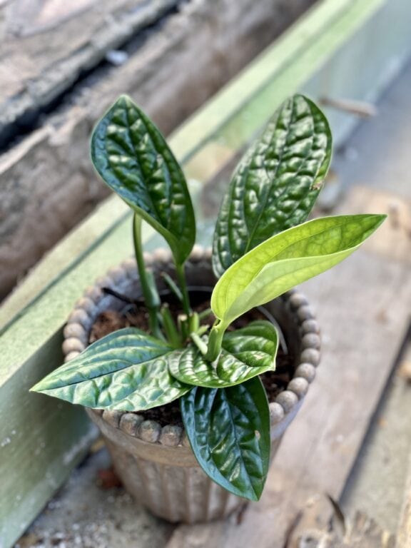 Zdjęcie rośliny Monstera Karstenianum, ujęcie 1