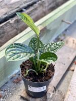 Zdjęcie rośliny Monstera Karstenianum, ujęcie 2