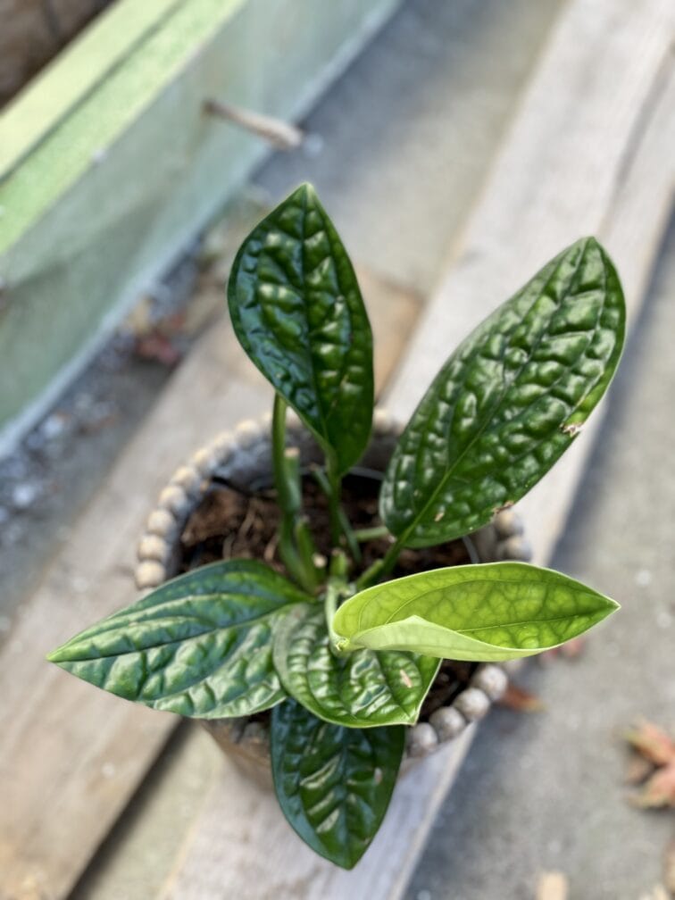 Zdjęcie rośliny Monstera Karstenianum, ujęcie 3