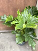Zdjęcie rośliny Thaumatophyllum Bipinnatifidum (Filodendron Podwójnie Pierzasty), ujęcie 1