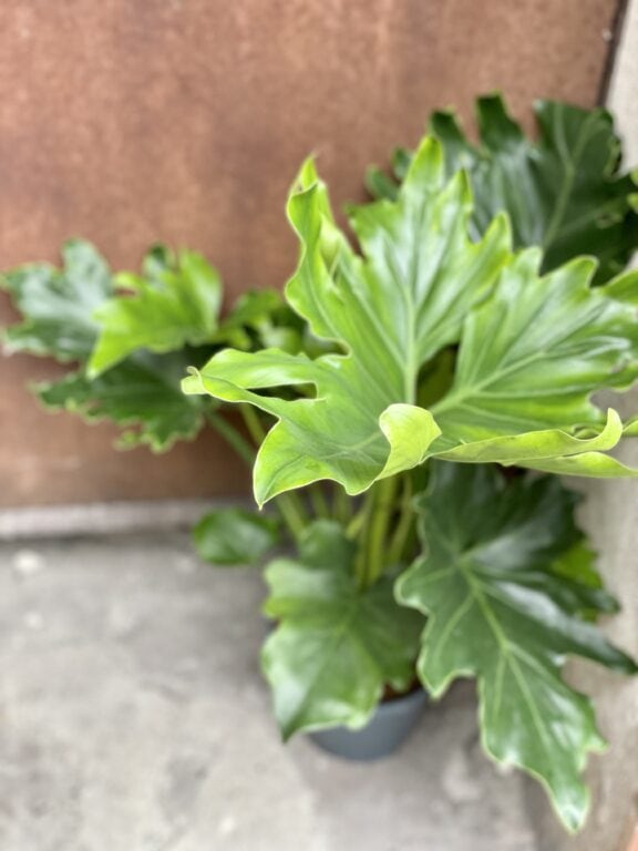 Zdjęcie rośliny Thaumatophyllum Bipinnatifidum (Filodendron Podwójnie Pierzasty), ujęcie 1
