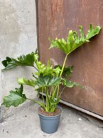 Zdjęcie rośliny Thaumatophyllum Bipinnatifidum (Filodendron Podwójnie Pierzasty), ujęcie 2