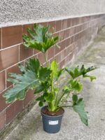 Zdjęcie rośliny Thaumatophyllum Bipinnatifidum (Filodendron Podwójnie Pierzasty), ujęcie 3