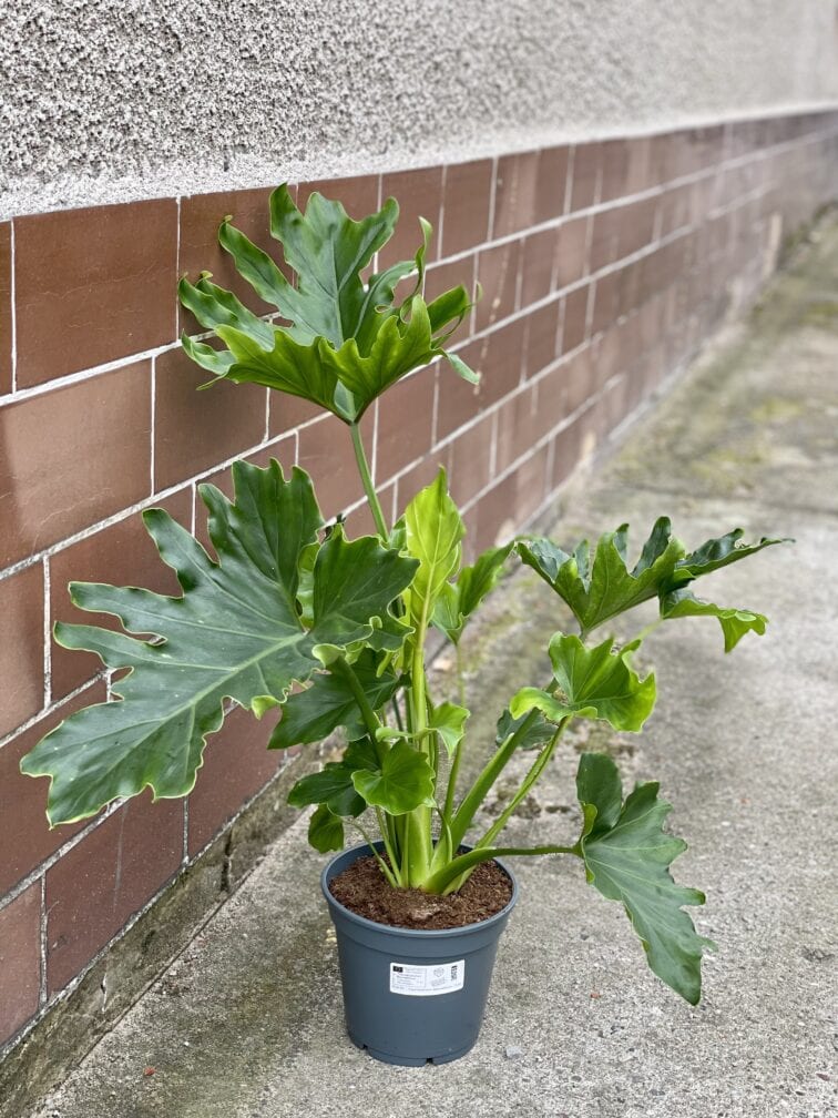 Zdjęcie rośliny Thaumatophyllum Bipinnatifidum (Filodendron Podwójnie Pierzasty), ujęcie 3