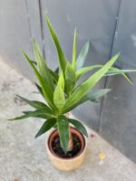 Zdjęcie rośliny Yucca (Juka), ujęcie 2